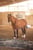 Horse ad