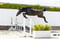 Annonce cheval