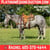 Horse ad