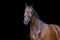 Horse ad
