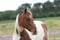 Horse ad