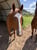 Horse ad
