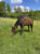 Horse ad