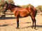 Horse ad