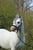 Horse ad