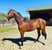 Annuncio cavallo