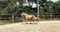 Annuncio cavallo