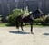 Horse ad
