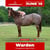 Annuncio cavallo