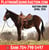 Horse ad