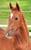 Annuncio cavallo