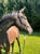 Horse ad