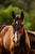 Annuncio cavallo
