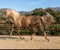 Horse ad