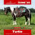 Annuncio cavallo
