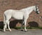 Horse ad