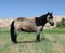 Annuncio cavallo