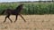 Horse ad