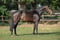 Annuncio cavallo