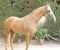Horse ad