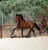Horse ad