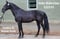 Horse ad