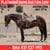 Horse ad
