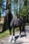 Horse ad