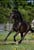Horse ad