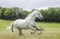 Horse ad