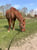 Horse ad