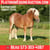 Horse ad