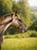 Horse ad