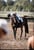 Horse ad