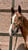 Annuncio cavallo