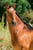 Horse ad