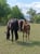 Horse ad