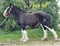 Annuncio cavallo