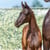 Annuncio cavallo
