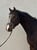 Annuncio cavallo