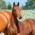 Annuncio cavallo