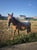 Horse ad