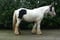 Horse ad