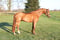 Annuncio cavallo