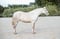Horse ad