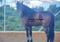 Annuncio cavallo