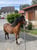 Annuncio cavallo