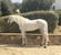 Annonce cheval