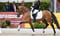 Horse ad