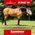 Annuncio cavallo